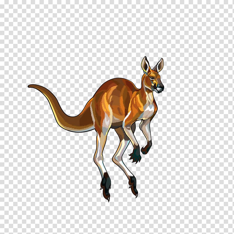 Red kangaroo Illustration, Jumping Kangaroos transparent.