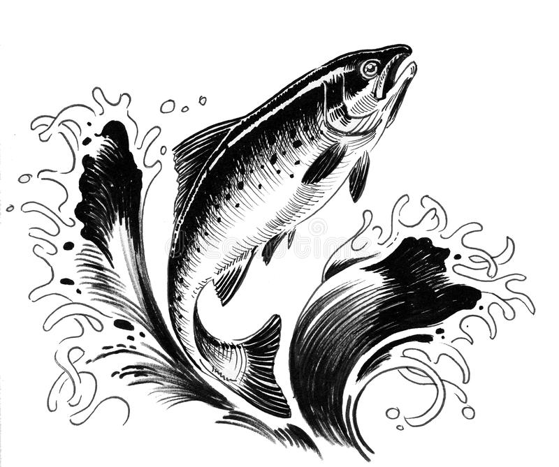 Jumping Salmon Stock Illustrations.