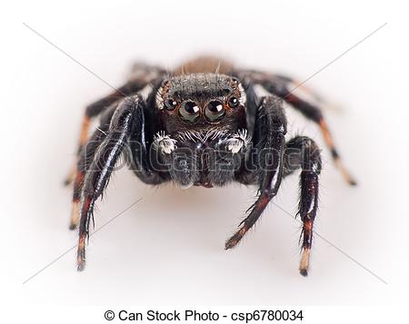 Jumping spider clipart.