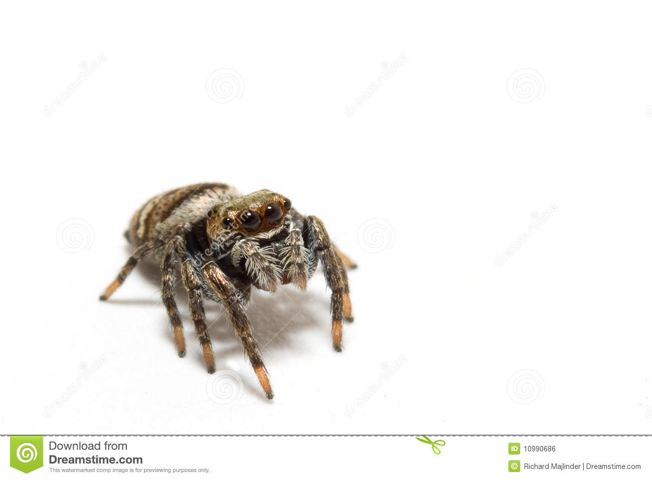 Jumping Spider On A White Background Royalty Free Stock Image.