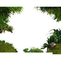 Download Jungle Free PNG photo images and clipart.