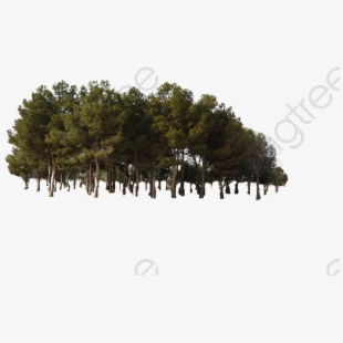 Forest Trees PNG Images.