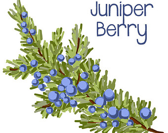 Berry clipart juniper berry, Berry juniper berry Transparent.