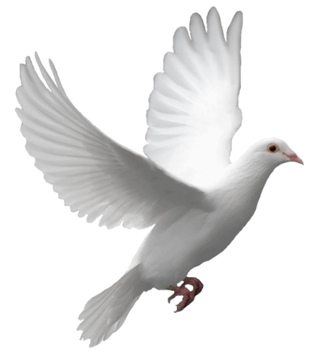 Pigeon PNG images, free pigeon png pictures download.