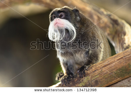 Little Bearded Monkey Saguinus Imperator Kaiserschnurrbarttamarin.