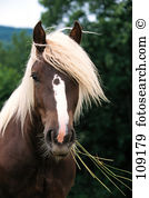 Bald horse Stock Photo Images. 184 bald horse royalty free images.