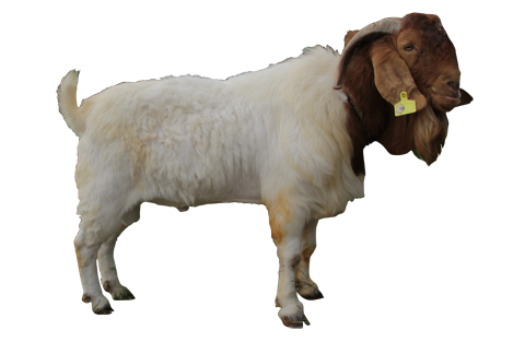 Download Free png EQUITY 201112 Kambing Boer.