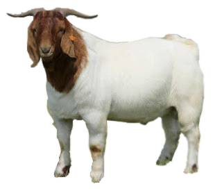  kambing  png  10 free Cliparts Download images on 