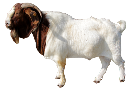  kambing  png  10 free Cliparts Download images on 