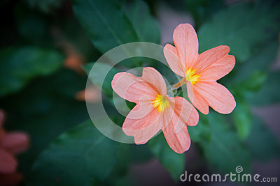 Crossandra Flower Stock Photos, Images, & Pictures.