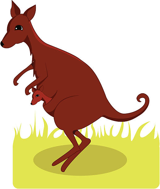 Kangaroo Island Clip Art, Vector Images & Illustrations.