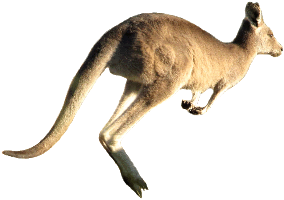 kangaroo jumping clipart, lge 13 cm wide.