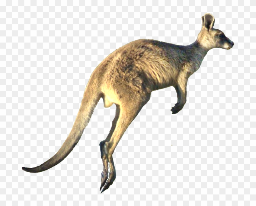 Kangaroo Wp Edit.