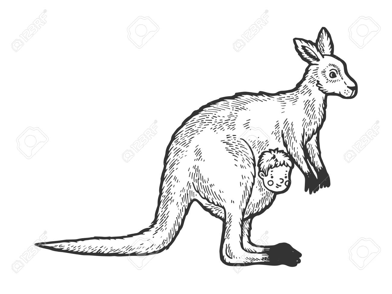 Kangaroo with human baby in kangaroo pouch sketch engraving vector...