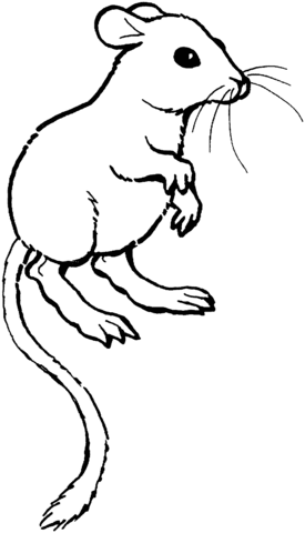 Kangaroo Rat coloring page.
