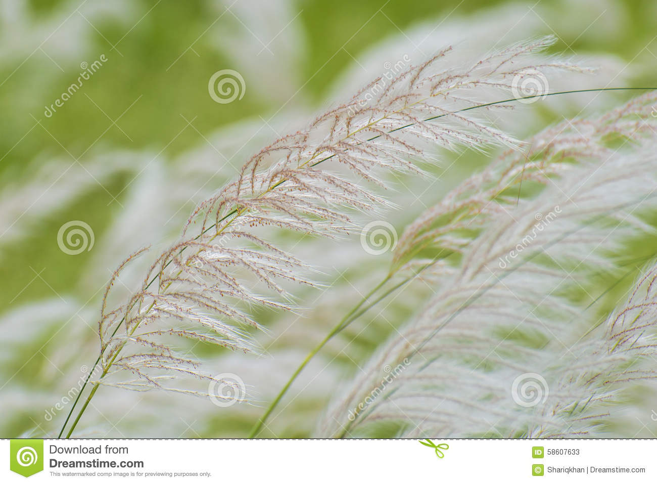Saccharum Spontaneum Or Kans Grass Stock Photo.