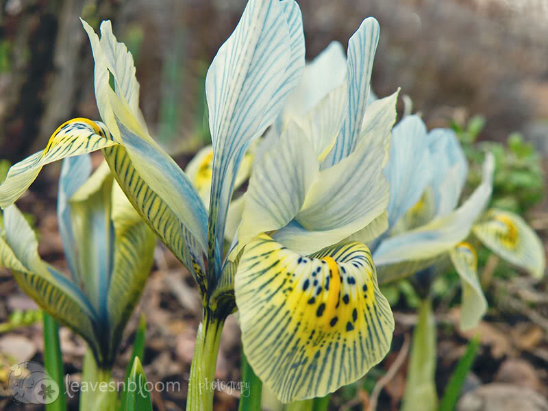 Iris reticulata 'Katharine Hodgkin'.