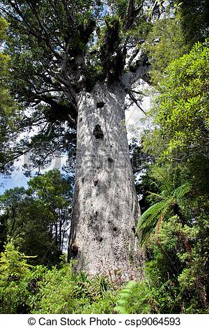 Stock Photos of Kauri tree csp9064593.