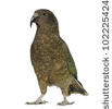 Kea, Nestor Notabilis, A Parrot, Standing In Front Of White.