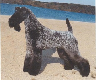 Images: Kerry Blue Terrier Puppies Uk.