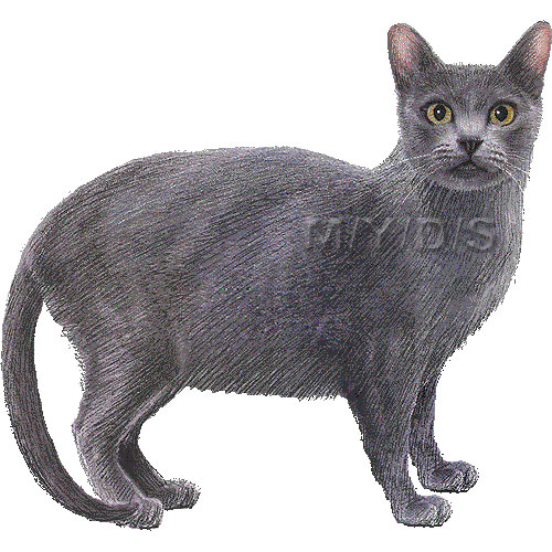 Korat clipart graphics (Free clip art.