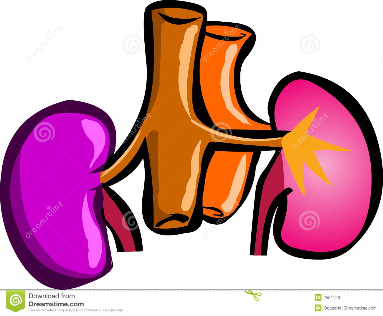Kidney Picture Clip Art.