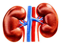 298 Kidney free clipart.