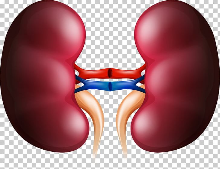 Kidney Stock Photography Organ PNG, Clipart, Anatomy, Clip.