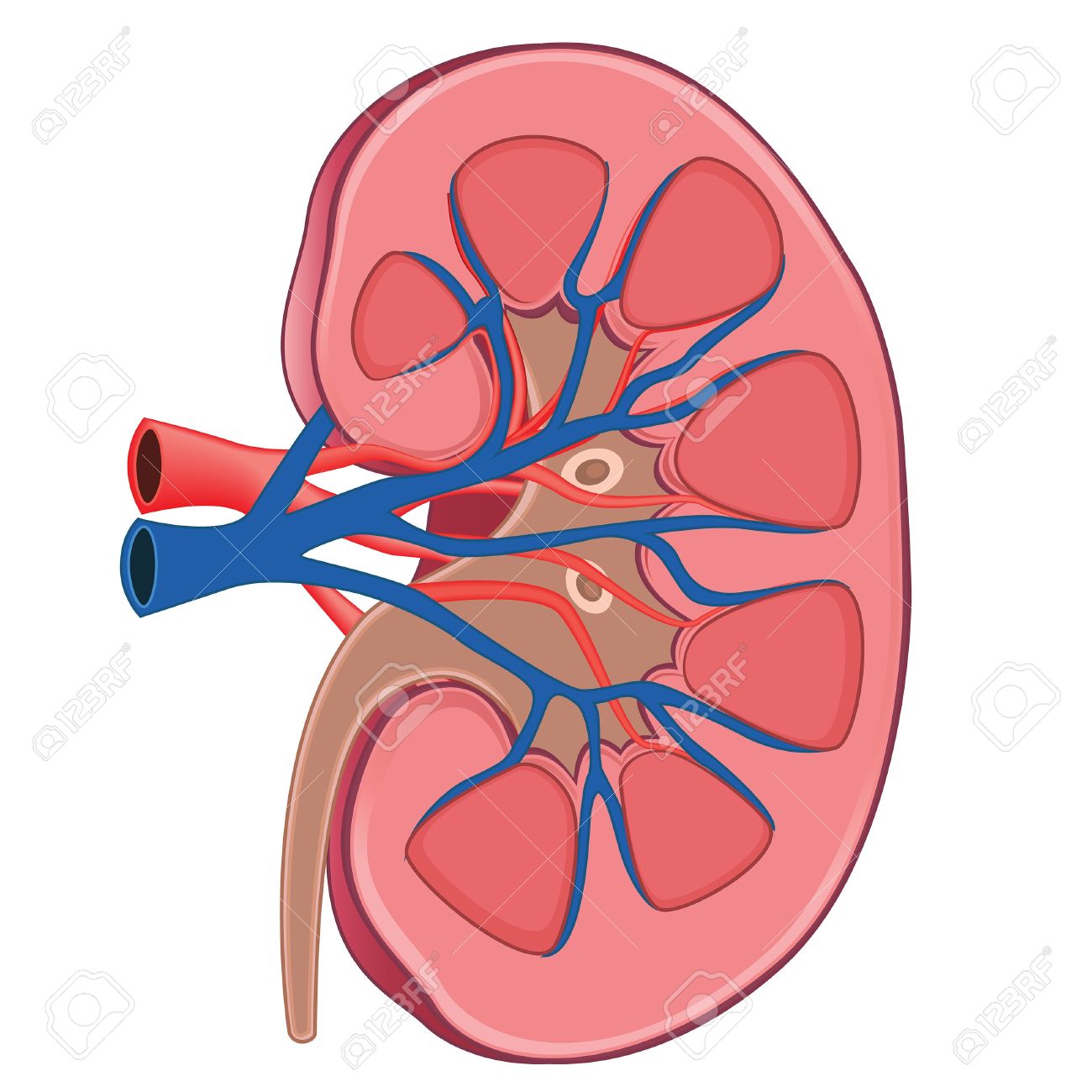 Kidney clipart 9 » Clipart Station.