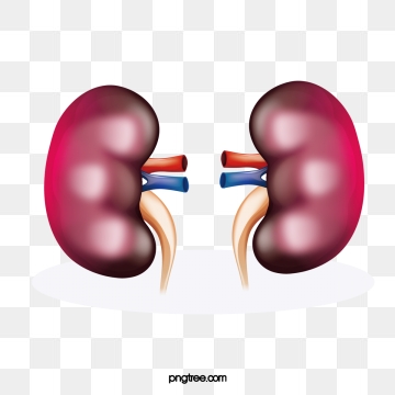 Kidney Png, Vector, PSD, and Clipart With Transparent Background for.
