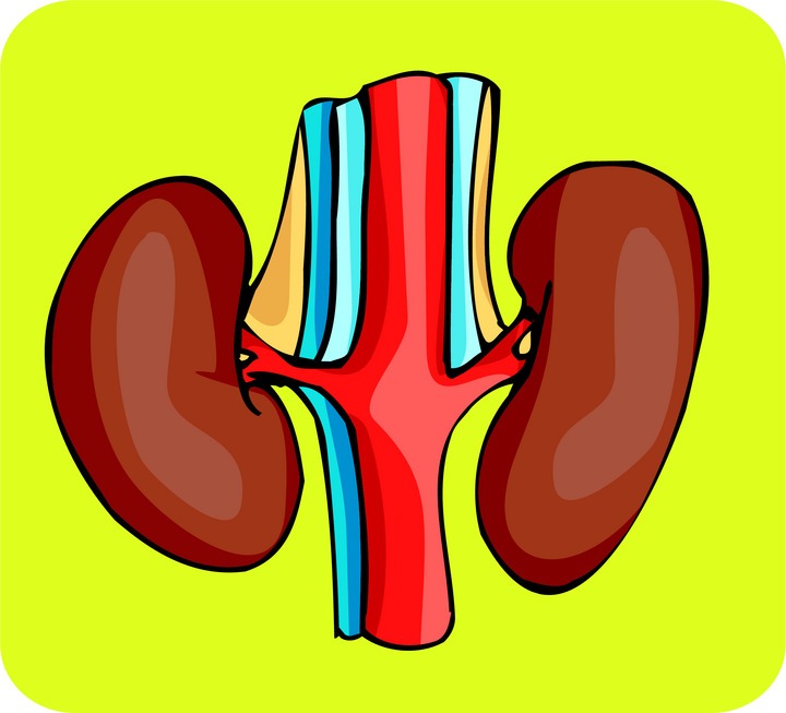 Kidneys clipart 20 free Cliparts | Download images on Clipground 2021