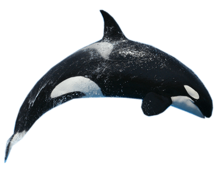 Killer Whale Jump transparent PNG.