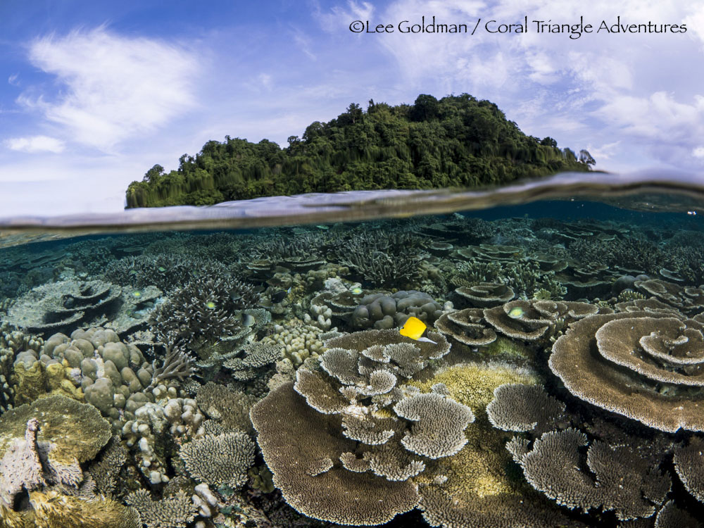 Kimbe Bay, PNG trip report.