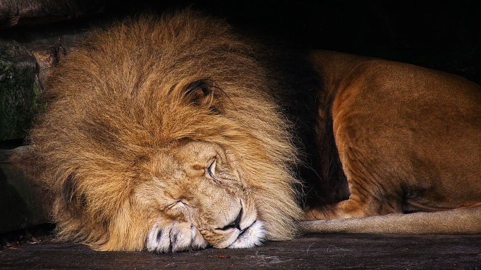 Free photo Lion King Of The Beasts Cat Wild Animals Animal.