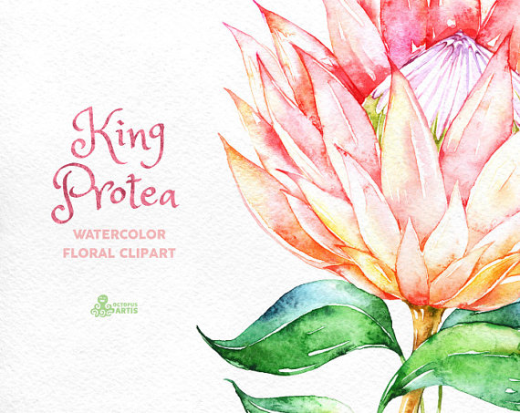 King Protea. Watercolor floral Clipart wedding invitation.