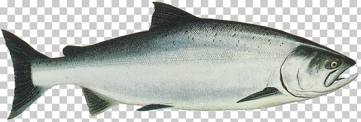 King Salmon Chinook salmon Sockeye salmon Chum salmon.