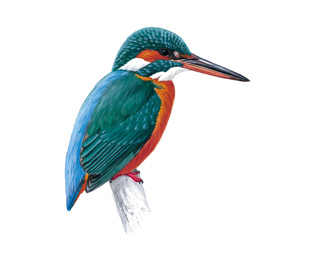 Kingfisher PNG Images Transparent Free Download.
