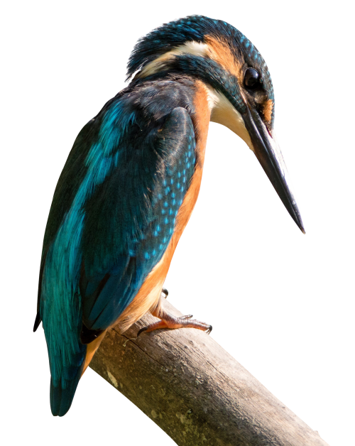 Kingfisher Bird PNG Transparent Image.