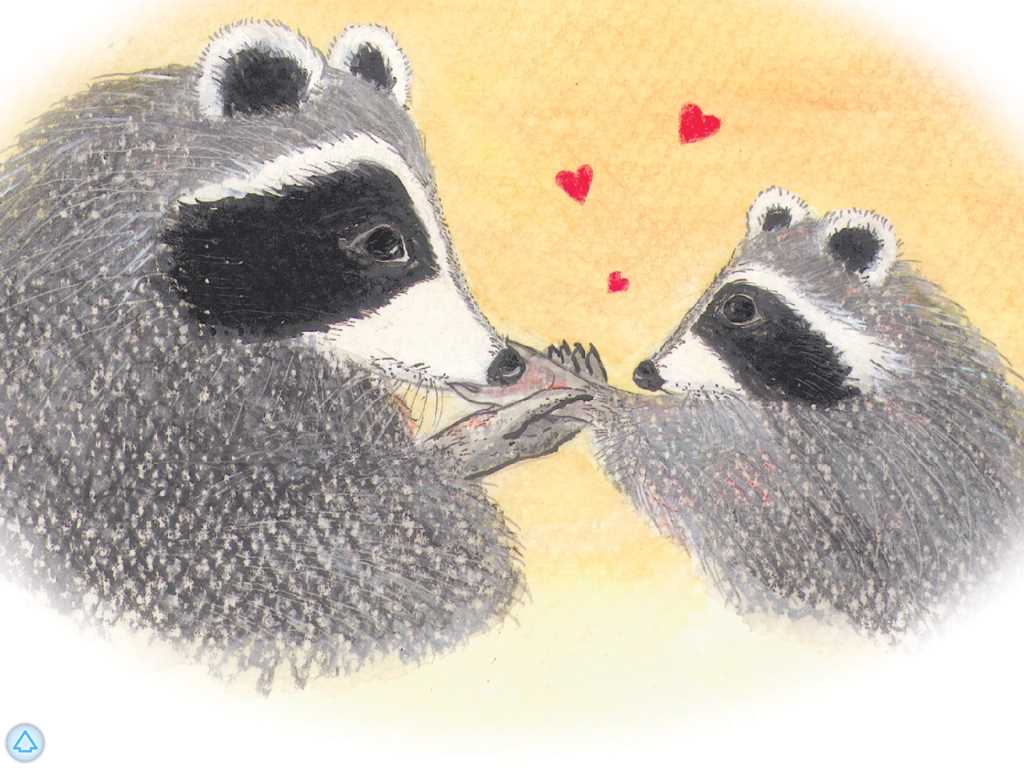 chester the kissing hand raccoon