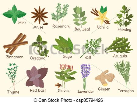 Vector Illustration of Kitchen condiment, herbs and spices.