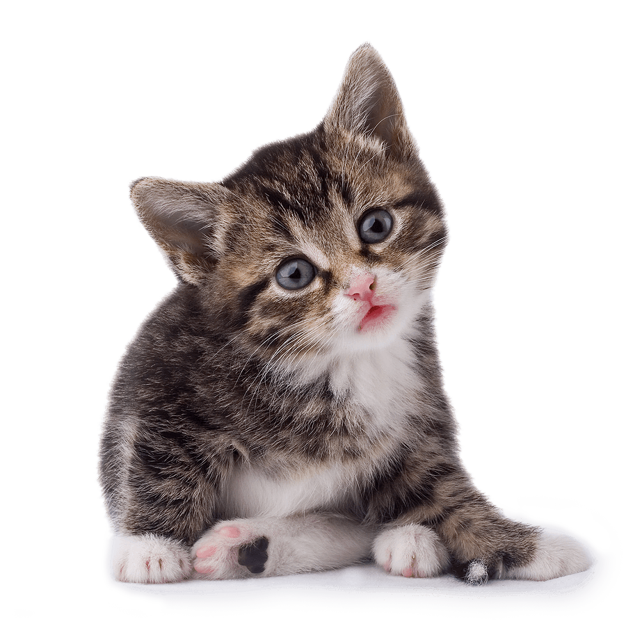 42 Cat Png Image Download Picture Kitten.