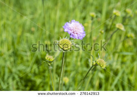 Knautia arvensis clipart 20 free Cliparts | Download images on ...