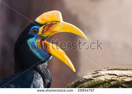 Knobbed Hornbill Stock Photos, Images, & Pictures.