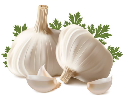 Knoblauch clipart 8 » Clipart Station.
