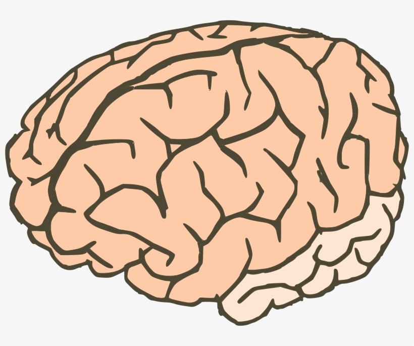 Knowledge Clipart Knowledge Brain.