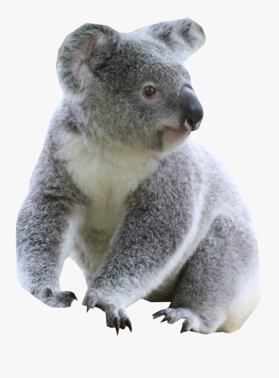 Transparent Background Koala Clip Art , Free Transparent.