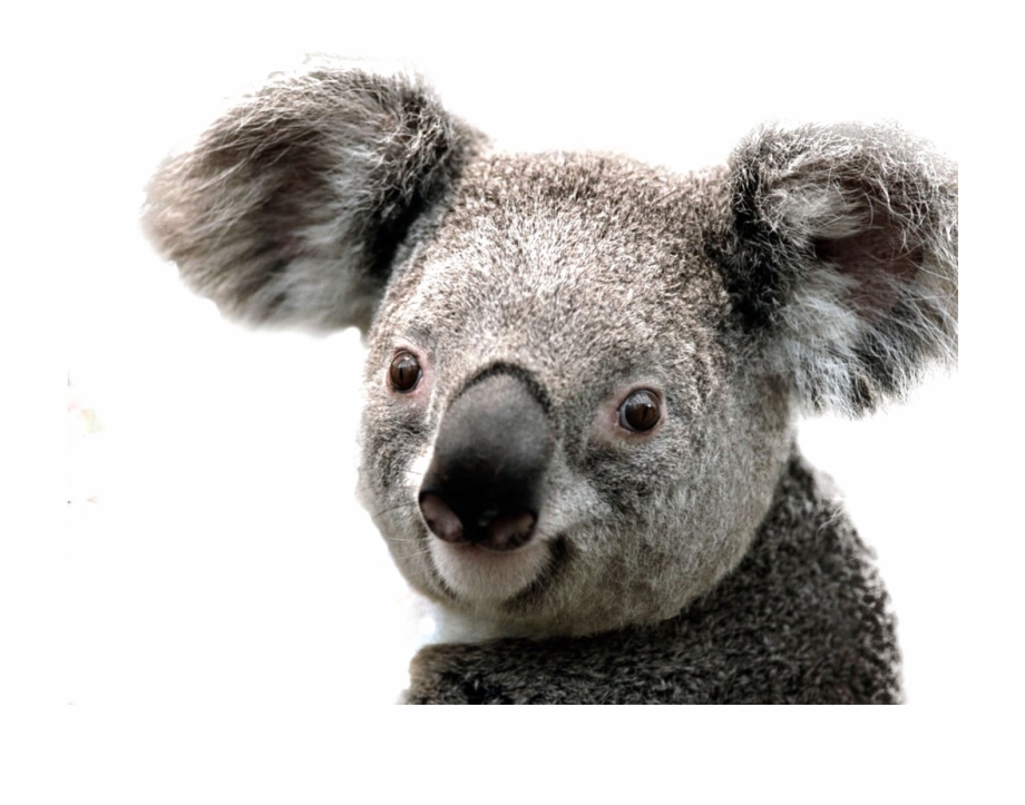 Koala Png Image Background.