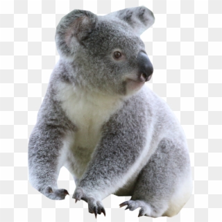 Koala PNG Images, Free Transparent Image Download.