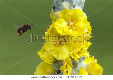 Densiflorum Stock Photos, Royalty.