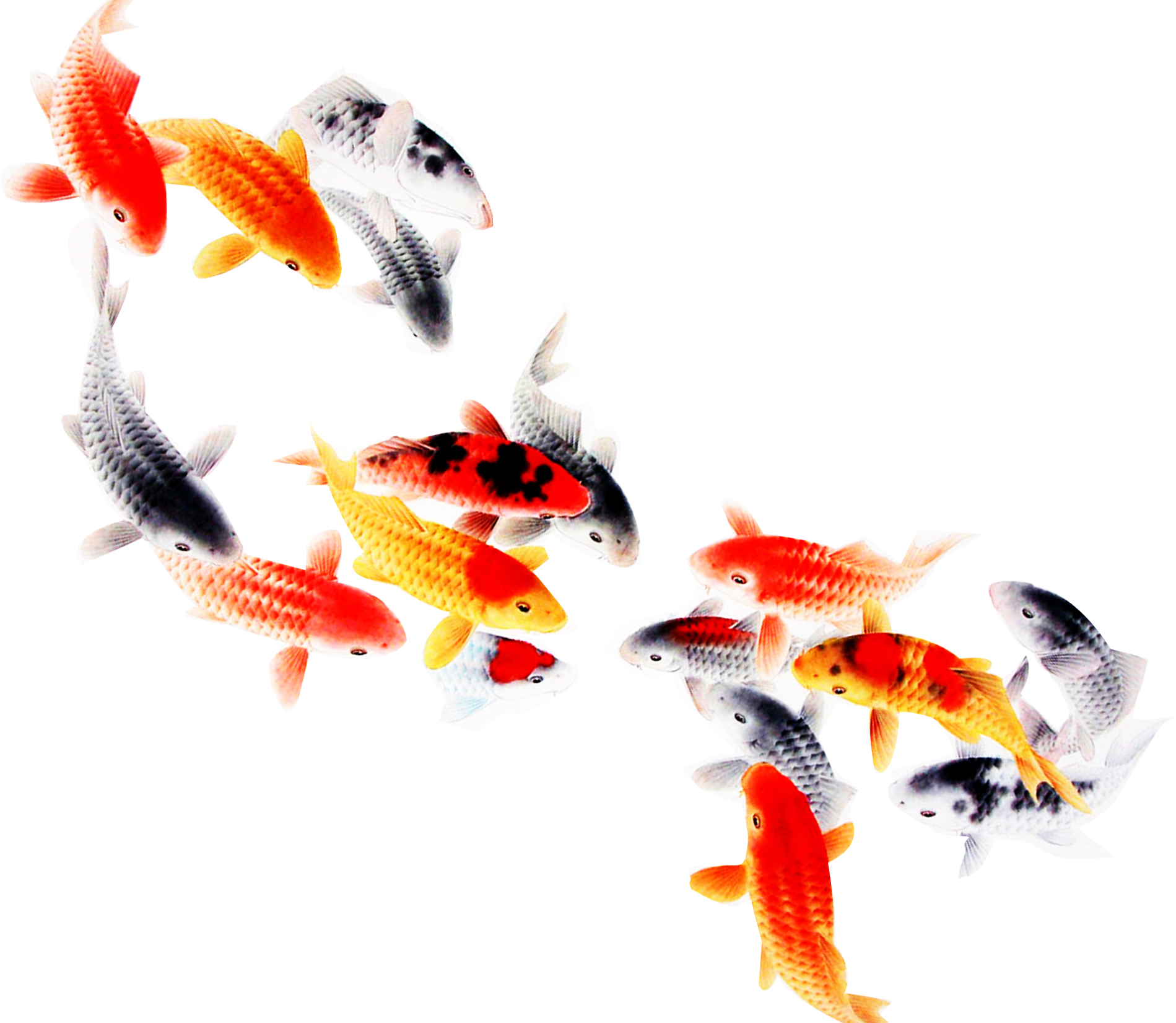 koi fish png 10 free Cliparts | Download images on Clipground 2021